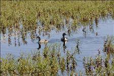 Govt. calls for calm after avian flu confirmation