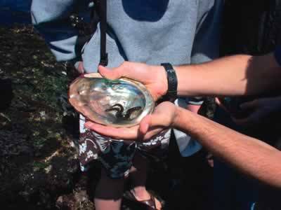 Local eel farming is boosted