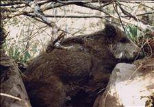 Asturias bear found with hunter's trap injuries
