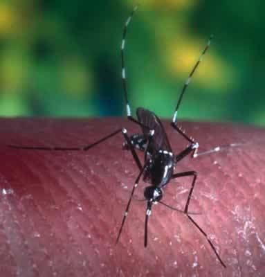 The tiger mosquito is on its way                                                                                                                      
