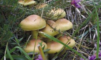 A perfect mushrooming moment