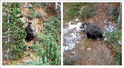 Aran valley attack bear 'may be pregnant'
