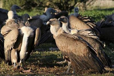 Vulture population takes a dive as starvation sets in