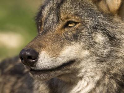 Living with Spain's wilder side: Wolves, raptors and Quixote's wild boar