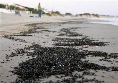 Giant ant swarm washes up on beach