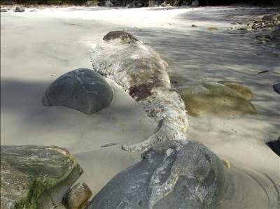 Body of rare beaked whale washes up in Galicia