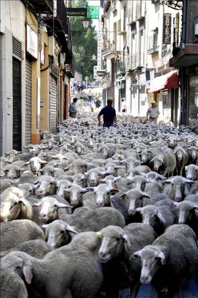 Migrating sheep cause stir in Segovia