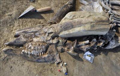 3 million year old tapir and bovid skeletons found in Girona
