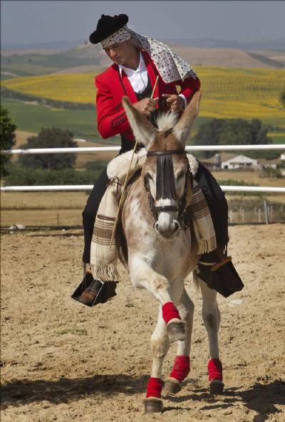 Dressage donkey wows the crowds