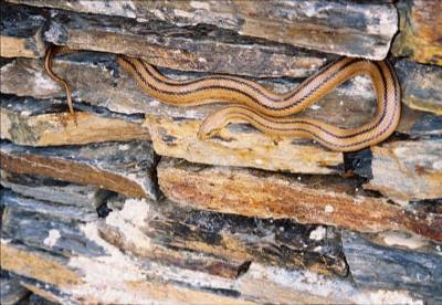 Snake scares the locals in Zaragoza