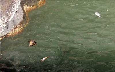 Toxic gases force closure of El Hierro coves