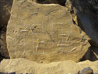 25-million-year-old bird fossil found in La Rioja