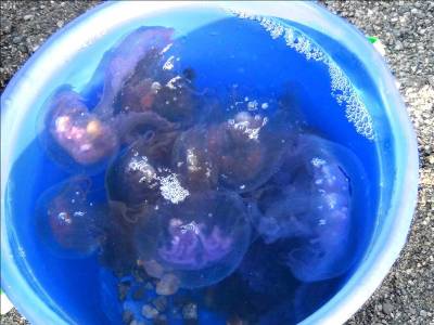 Jellyfish swarm stings 200 bathers a day on the Costa del Sol