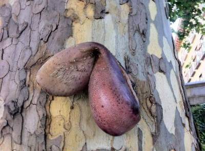Voodoo symbols spring up in Madrid parks