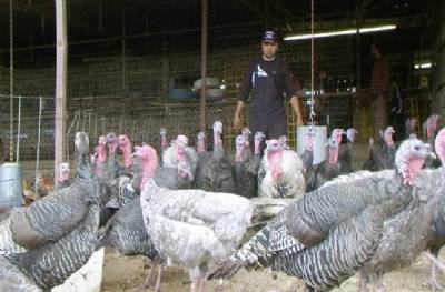 Turkey farm roof collapses under weight of snow