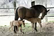 Spanish thoroughbred mare gives birth to healthy twin foals
