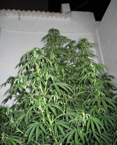 Police officers suffer sickness and headaches from cannabis plants held at station