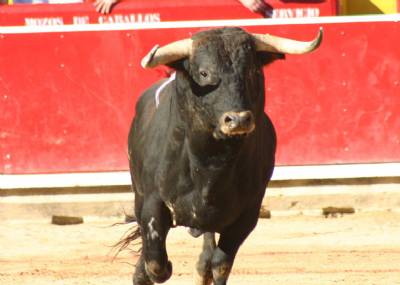 MEPs question Spain's use of EU grants for bull-fighting 