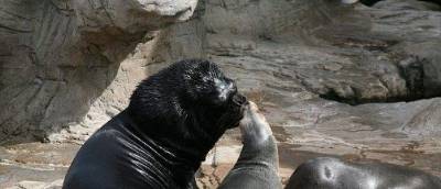 Navy to use sea-lions for water rescue operations