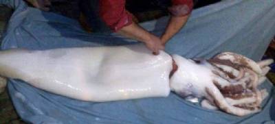 Asturias fisherman finds giant squid nine metres long