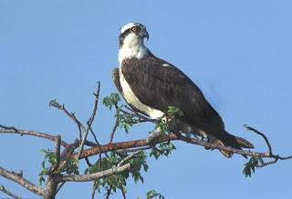 Scottish Ospreys sent to Basque Country to breed
