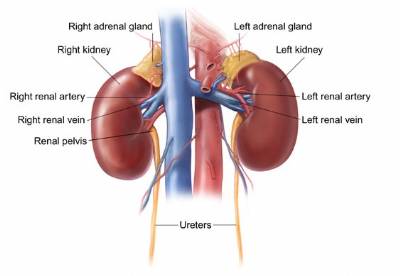 Rise in online adverts offering organs for sale