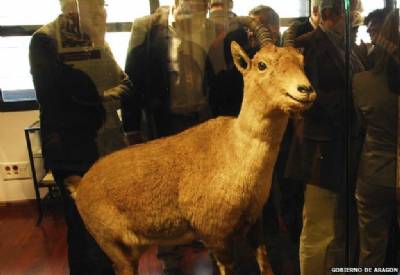 No kidding: Extinct mountain goat could be 'cloned' back to life