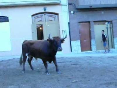 Escapee bull injures five fiesta spectators and smashes four cars
