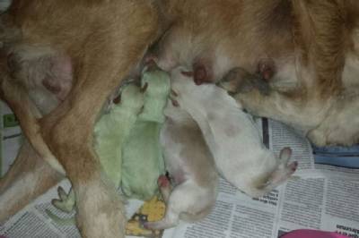 Two green puppies born to Podenco breeder