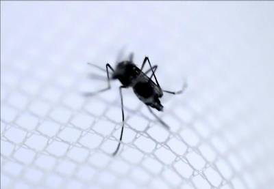 Valencia uses drones to seek out mosquito nests