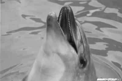 Bottle nose dolphins