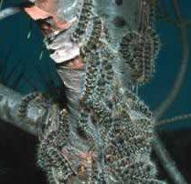 The revenge of the caterpillar                                                                                                                        