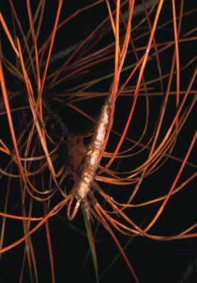 The revenge of the caterpillar                                                                                                                        