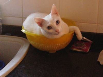Barcelona researchers reveal why cats 'butter up their owners' when they want feeding