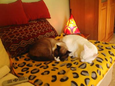 Barcelona researchers reveal why cats 'butter up their owners' when they want feeding