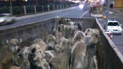 Dromedaries transported in ‘inhumane conditions’ and owners prosecuted