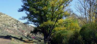 Teruel poplar runs for European Tree of the Year