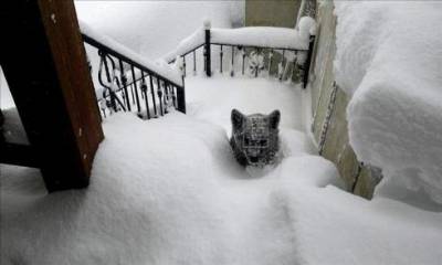Bear cub pays surprise visit to house in León