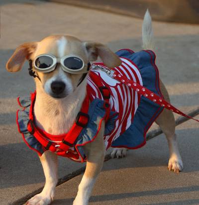 It's a dog's life in Ibiza