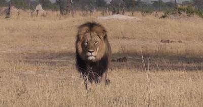 Zimbabwe's best-loved lion killed by American, not Spaniard