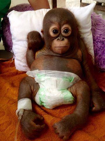 Spanish vet saves near-extinct orang-utan ill-treated from birth