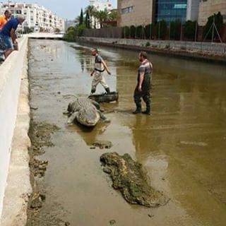 Crocodile basks in Ibiza stream