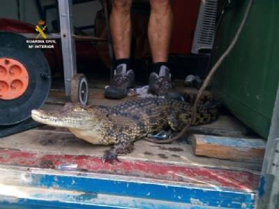 Full-grown Nile crocodile seized from home in northern Spain