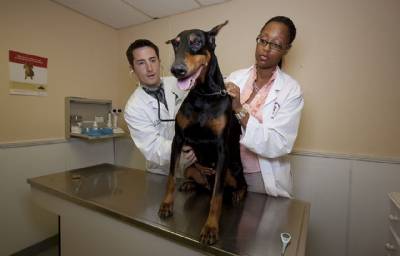 Domestic pet protection law bans 'cosmetic surgery', including tail-docking and de-clawing