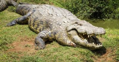 'New' crocodile species dating back 75 million years found in Cuenca