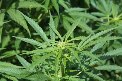 Navarra legalises cannabis consumption