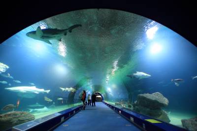International pianist Lang Lang opens Oceanogràfic shark tunnel: “They were a marvellous audience”