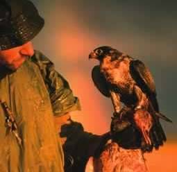 Falconry in Spain                                                                                                                                     