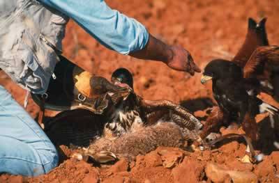 Falconry in Spain                                                                                                                                     