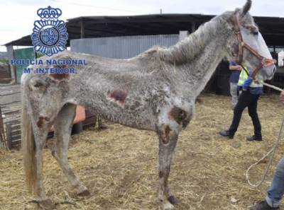 Police rescue 22 horses and four dogs, emaciated and injured